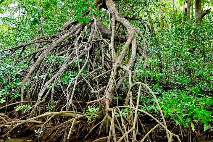 Isla Damas Monkey & Mangrove Boat Tour from Jacó — Wildlife Cruise and Photography Guide photo 5