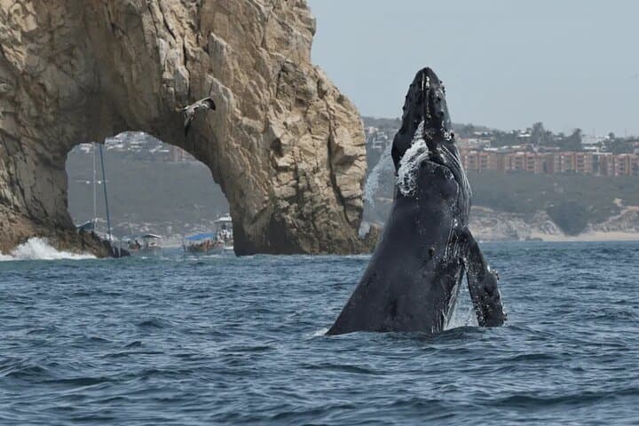 Cabo 2-Hour Shore Excursion: El Arco, Lover’s Beach & Whale Encounters photo 5