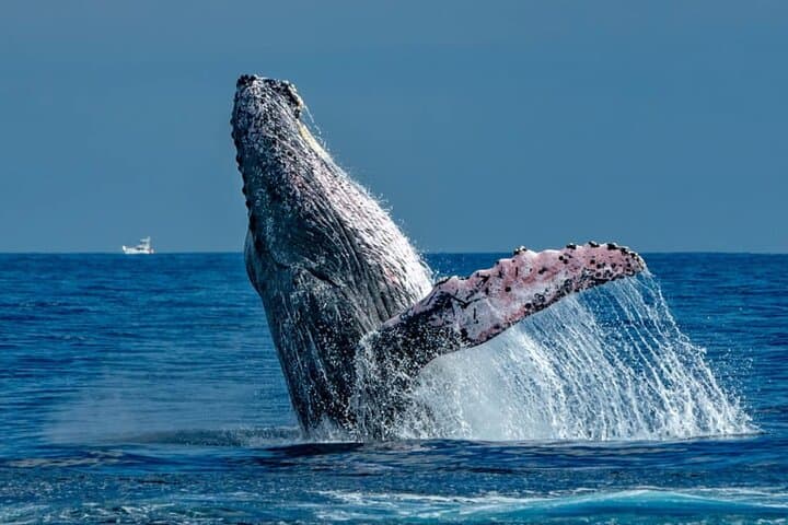 Cabo 2-Hour Shore Excursion: El Arco, Lover’s Beach & Whale Encounters photo 6