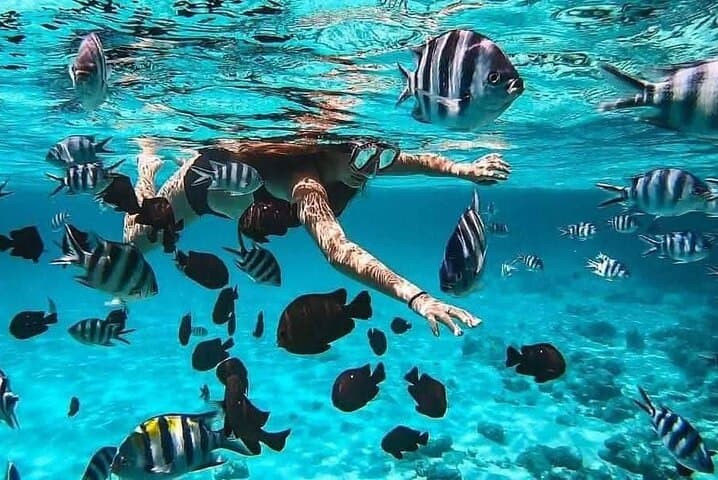 Mnemba Island Snorkeling: Swim with Sea Turtles, Dolphins & Sandbank Adventure