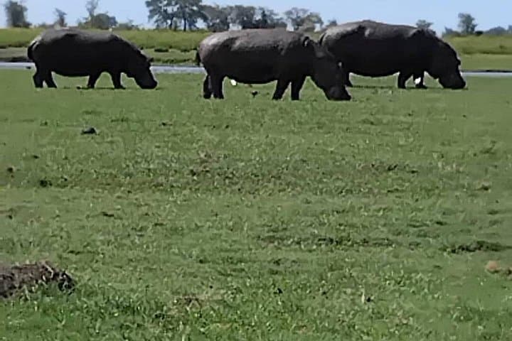 5-Day Hwange, Chobe & Victoria Falls Safari — Elephants, Falls & Boat Cruises photo 3