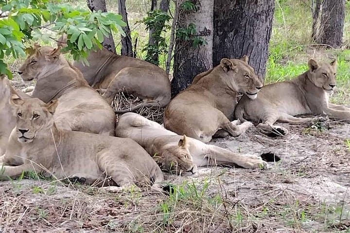 5-Day Hwange, Chobe & Victoria Falls Safari — Elephants, Falls & Boat Cruises photo 2