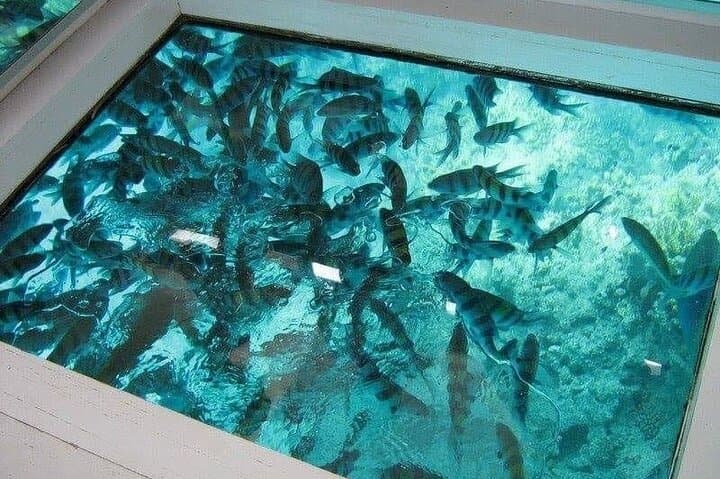 Glass-Bottom Boat Excursion from Sharm el Sheikh: Red Sea Reefs Without Getting Wet photo 2