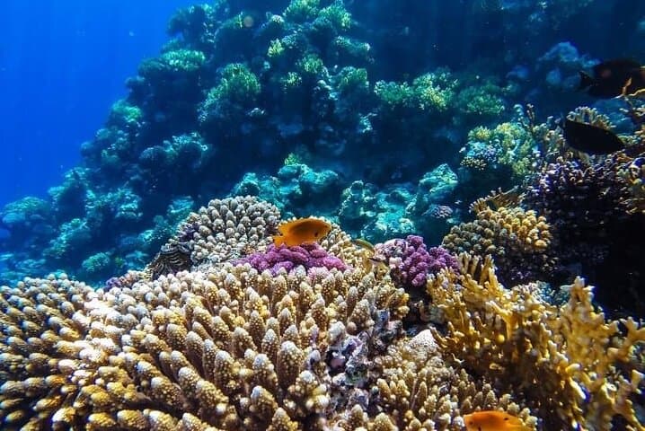 Glass-Bottom Boat Excursion from Sharm el Sheikh: Red Sea Reefs Without Getting Wet photo 4