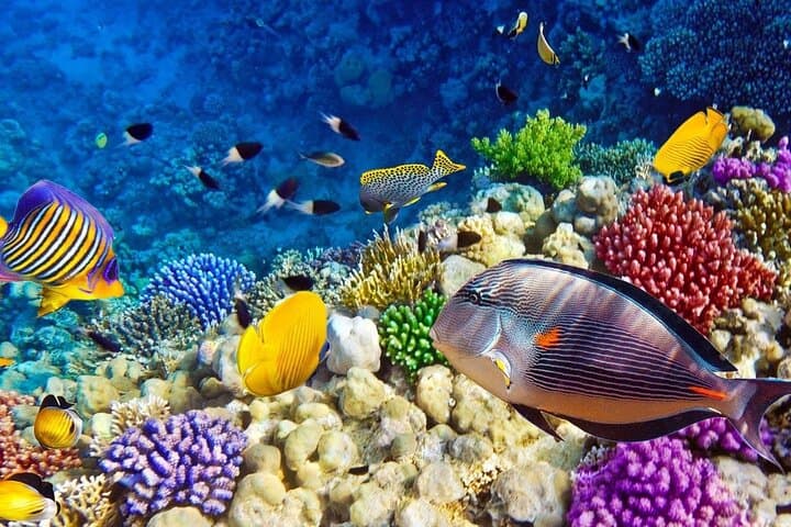 Glass-Bottom Boat Excursion from Sharm el Sheikh: Red Sea Reefs Without Getting Wet photo 5