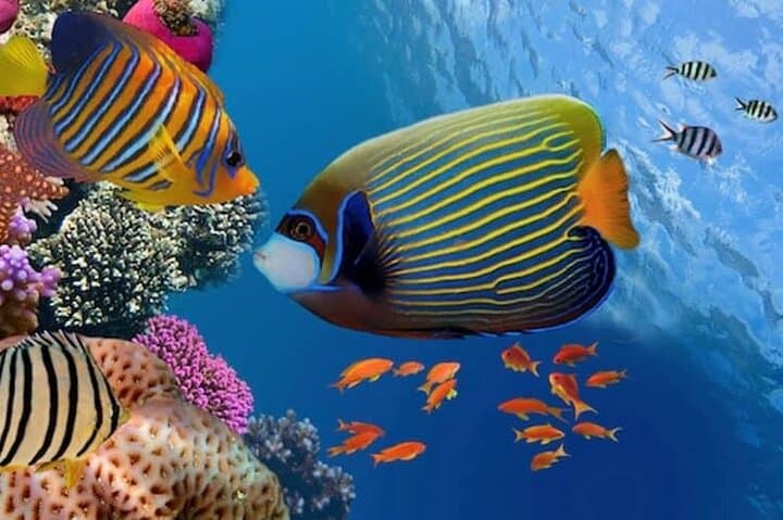Glass-Bottom Boat Excursion from Sharm el Sheikh: Red Sea Reefs Without Getting Wet photo 6