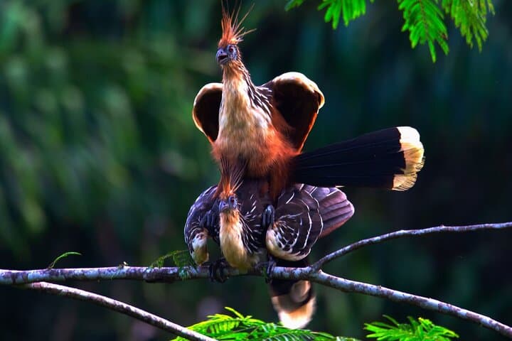 Manu National Park: 4-Day Amazon Wildlife Tour from Cusco photo 6