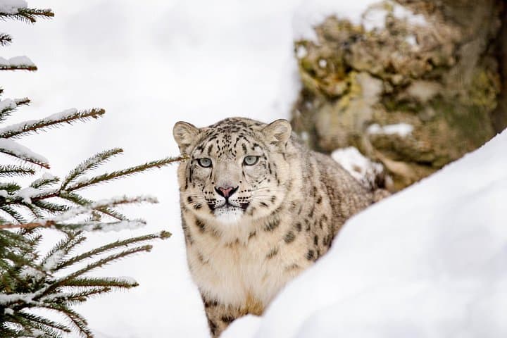 Tibetan Plateau Snow Leopard Expedition: 10-Day Wildlife Safari