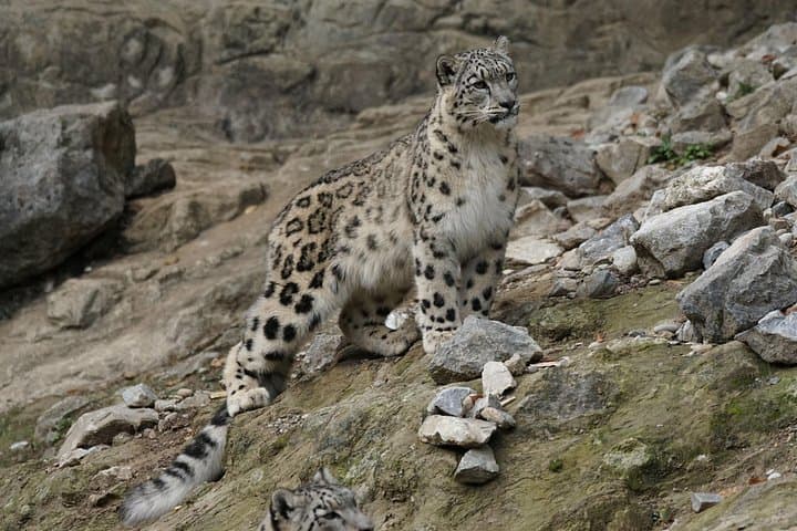 Tibetan Plateau Snow Leopard Expedition: 10-Day Wildlife Safari photo 2