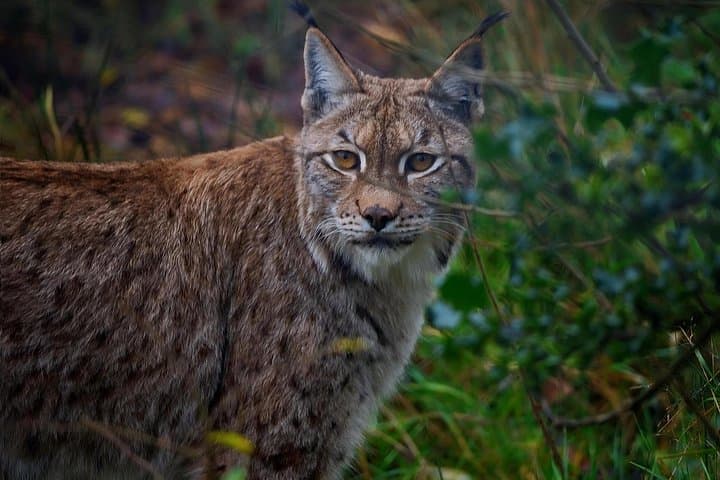 Tibetan Plateau Snow Leopard Expedition: 10-Day Wildlife Safari photo 3