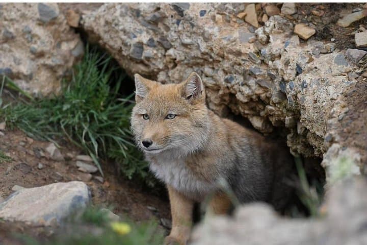 Tibetan Plateau Snow Leopard Expedition: 10-Day Wildlife Safari photo 4