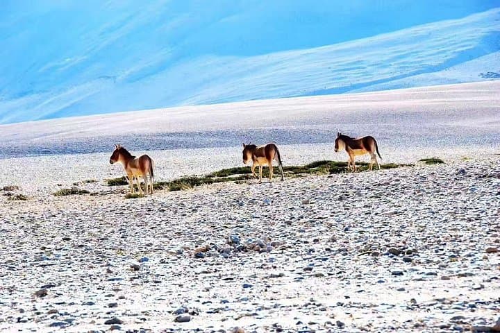 Tibetan Plateau Snow Leopard Expedition: 10-Day Wildlife Safari photo 5