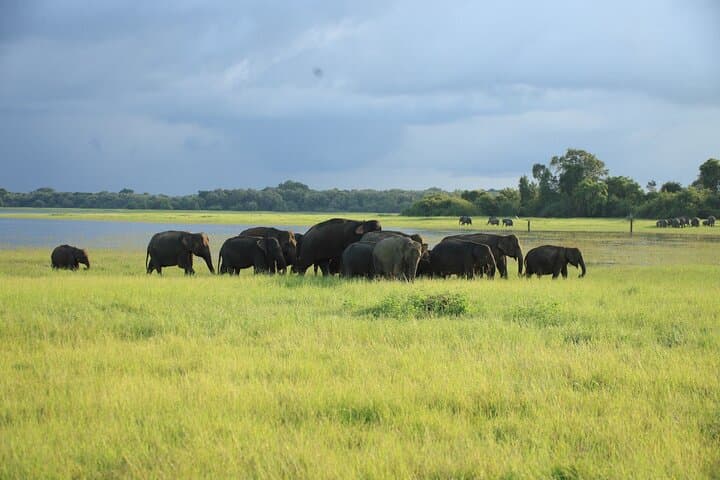 Minneriya Elephant Safari: Private Jeep Ride to Sri Lanka’s Herds