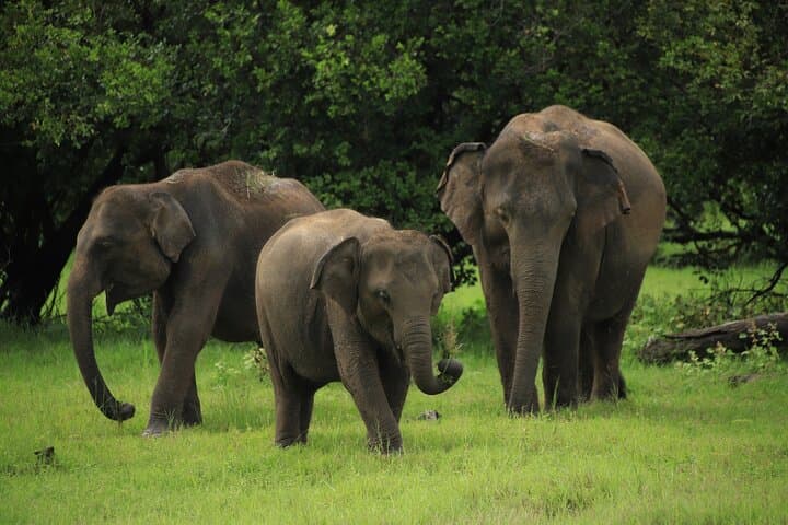 Minneriya Elephant Safari: Private Jeep Ride to Sri Lanka’s Herds photo 2