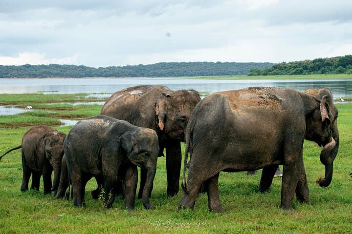 Minneriya Elephant Safari: Private Jeep Ride to Sri Lanka’s Herds photo 3