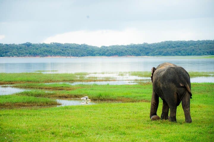Minneriya Elephant Safari: Private Jeep Ride to Sri Lanka’s Herds photo 5