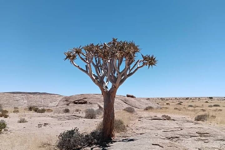 Namib Naukluft Landscape & Birding Day Tour from Walvis Bay photo 4