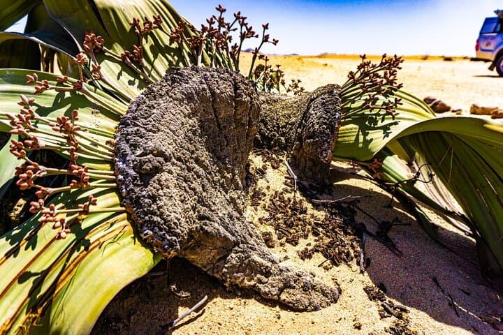 Namib Naukluft Landscape & Birding Day Tour from Walvis Bay photo 3