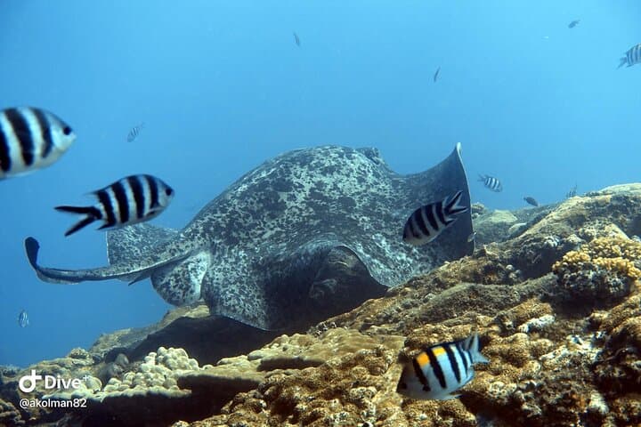 Single Dive Eden Island, Seychelles — Guided Scuba & Coral Conservation photo 2