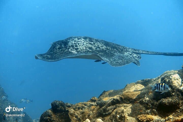 Single Dive Eden Island, Seychelles — Guided Scuba & Coral Conservation photo 3