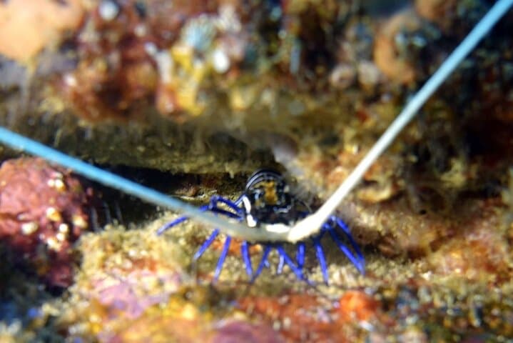 Single Dive Eden Island, Seychelles — Guided Scuba & Coral Conservation photo 4