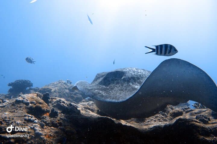 Single Dive Eden Island, Seychelles — Guided Scuba & Coral Conservation photo 5