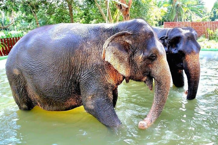 Samui Elephant Sanctuary: Ethical Half-Day Visit to Koh Samui's Largest Refuge photo 4
