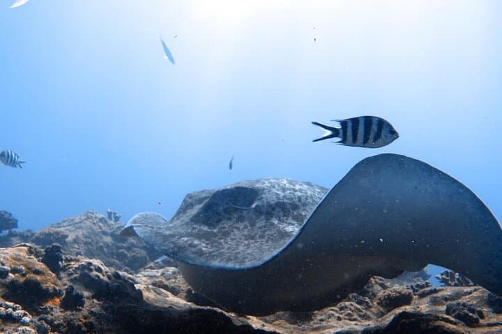 First Scuba Dive at Eden Islands—Discover Seychelles Reefs photo 2