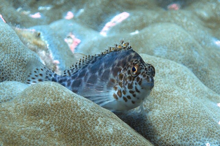 First Scuba Dive at Eden Islands—Discover Seychelles Reefs photo 5