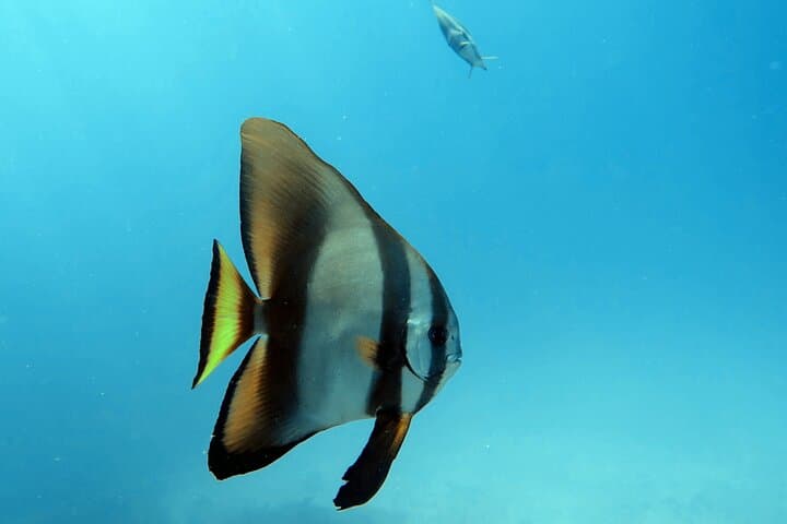 First Scuba Dive at Eden Islands—Discover Seychelles Reefs photo 6