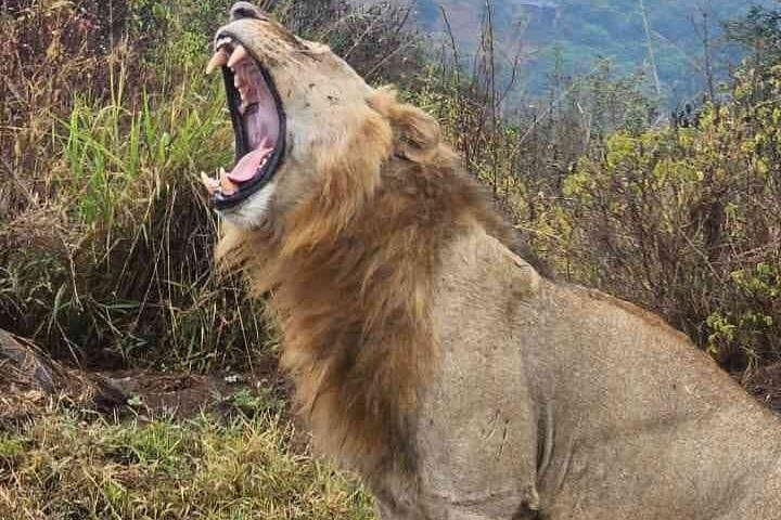 Nairobi National Park Safari with Giraffe Centre & Kobe Beads Factory — Half-Day Wildlife and Culture Tour photo 1