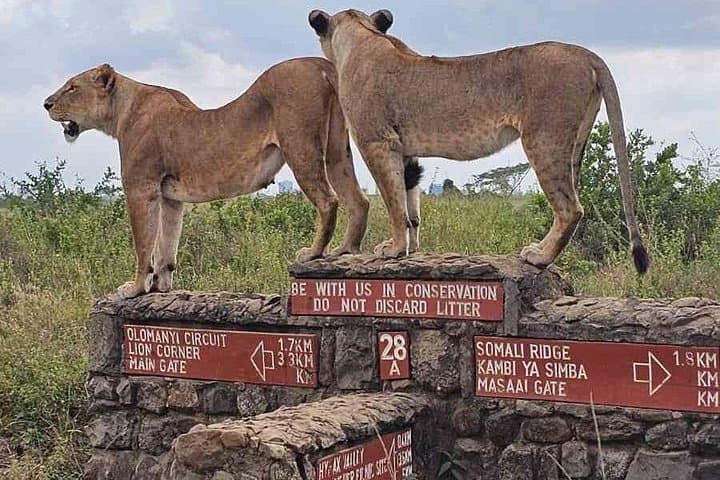 Nairobi National Park Safari with Giraffe Centre & Kobe Beads Factory — Half-Day Wildlife and Culture Tour photo 2