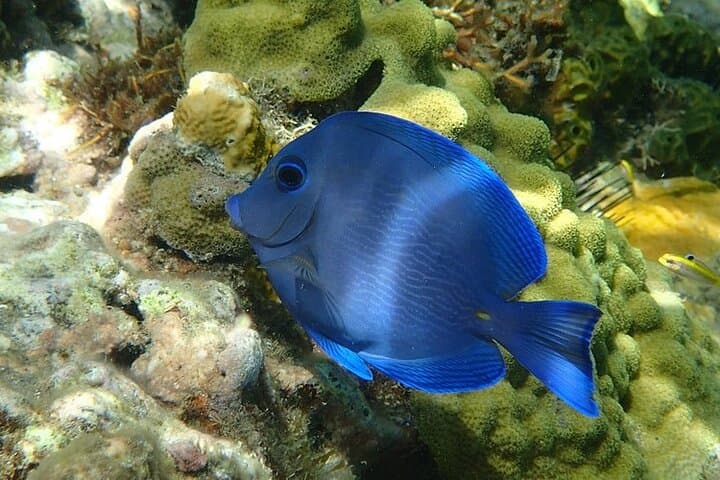 4-Hour Snorkel Tour to Anse Cochon, Anse Mamin & Sugar Beach — St. Lucia Reef Safari photo 4
