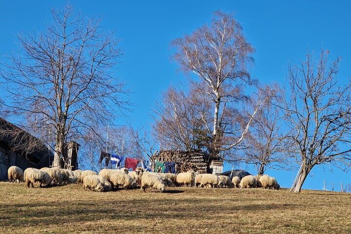 3-Day Via Transilvanica Trek: Poiana Mărului to Râșnov in Terra Borza Teutonica photo 6