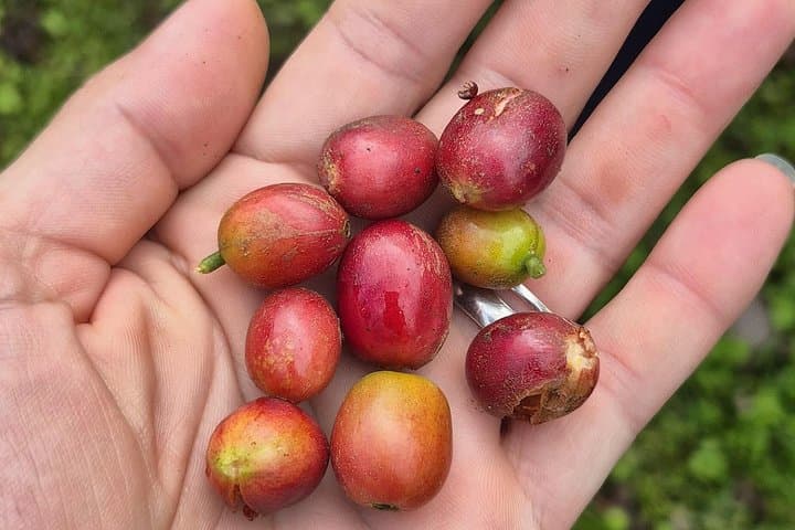 Rain Forest Sloth Observation and Coffee Tour in La Fortuna, Costa Rica photo 4
