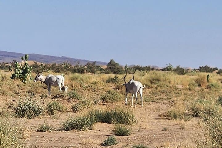 Sahara Overnight: 4x4 & Camel Camp at Erg Chigaga from Foum Zguid photo 6