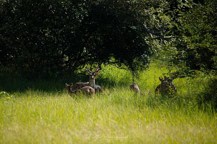 Minneriya Half-Day Jeep Safari: Elephant Gatherings & Wetland Wildlife photo 3