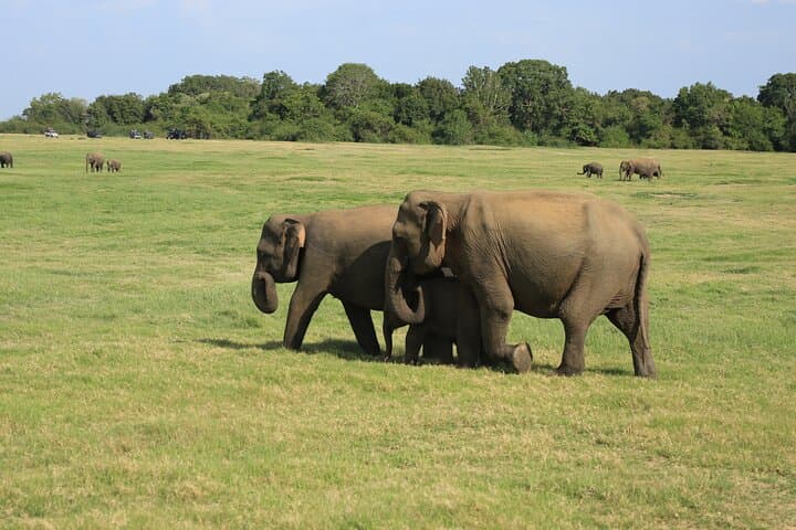 Minneriya Half-Day Jeep Safari: Elephant Gatherings & Wetland Wildlife photo 4