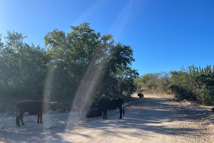 Off-Road Baja: Flora Farms Maverick Beach Adventure with Dinner photo 5