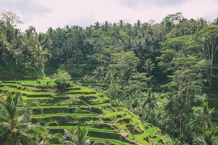 Best of Ubud: Full-Day Tour to Rice Terraces, Monkey Forest & Tegenungan Waterfall photo 2