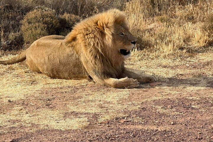 Aquila Sunrise Safari from Cape Town — Morning Game Drive, Breakfast & Return Transfer