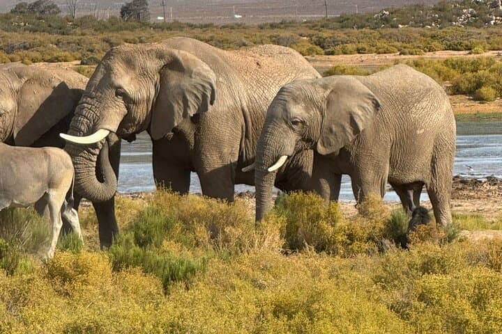 Aquila Game Reserve: Big Five Sunset Safari with Swimming from Cape Town photo 4