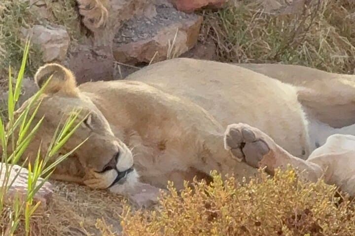 Aquila Game Reserve: Big Five Sunset Safari with Swimming from Cape Town photo 3