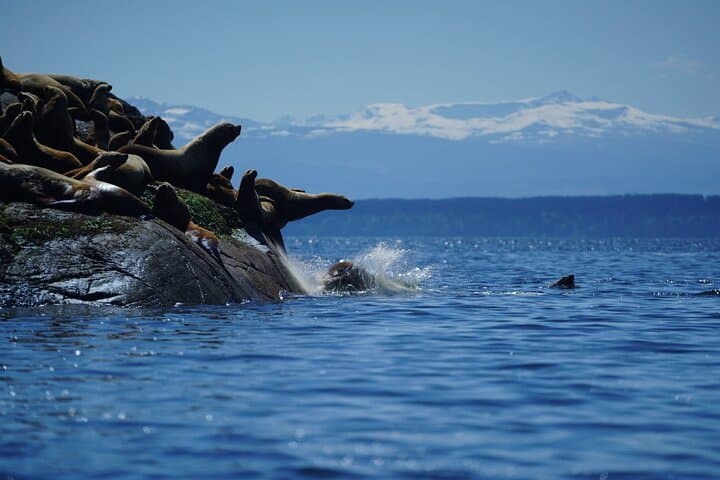 Campbell River Whale Watching: Private Tours to Orcas & Humpbacks photo 4