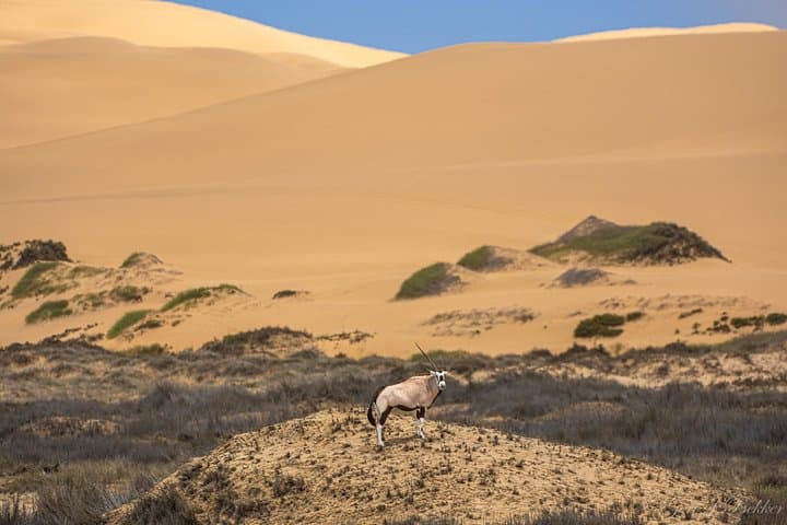 Sandwich Harbour Dunes & Lagoon: Walvis Bay Flamingos, Pink Salt Lakes and Picnic photo 1