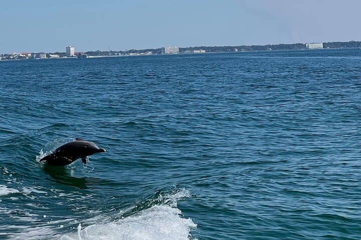 Dolphin Sightseeing & Shell Island Snorkel Tour — Panama City Beach Adventure photo 6