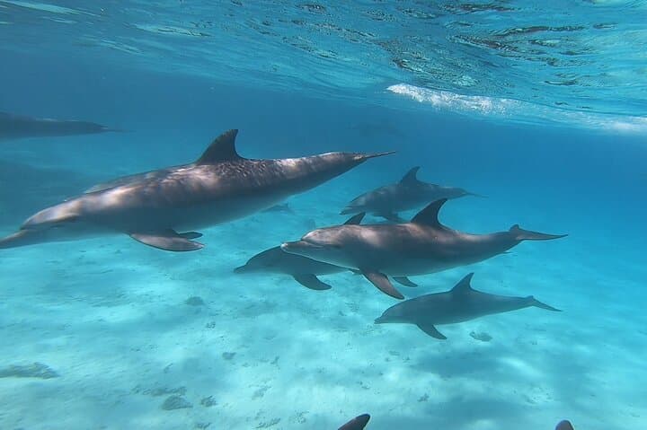 Magawish Island & Dolphin House Boat Trip from Hurghada — Full-Day Snorkel, Dolphins & Red Sea Reefs