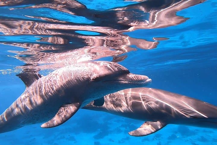 Dolphin House Snorkeling Trip from Hurghada with Lunch - Red Sea Day Cruise photo 2