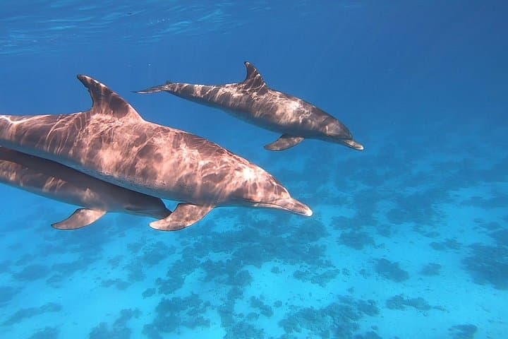 Dolphin House Snorkeling Trip from Hurghada with Lunch - Red Sea Day Cruise photo 3