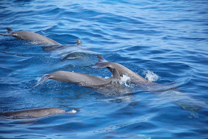 Dolphin House Snorkeling Trip from Hurghada with Lunch - Red Sea Day Cruise photo 4